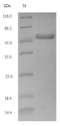 SDS-PAGE separation of QP5611 followed by commassie total protein stain results in a primary band consistent with reported data for Adenosine deaminase. These data demonstrate Greater than 90% as determined by SDS-PAGE.