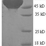 SDS-PAGE separation of QP5613 followed by commassie total protein stain results in a primary band consistent with reported data for Alcohol dehydrogenase 1B. These data demonstrate Greater than 90% as determined by SDS-PAGE.