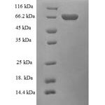 SDS-PAGE separation of QP5616 followed by commassie total protein stain results in a primary band consistent with reported data for Alcohol dehydrogenase class-3. These data demonstrate Greater than 90% as determined by SDS-PAGE.