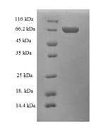 SDS-PAGE separation of QP5616 followed by commassie total protein stain results in a primary band consistent with reported data for Alcohol dehydrogenase class-3. These data demonstrate Greater than 90% as determined by SDS-PAGE.