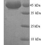 SDS-PAGE separation of QP5617 followed by commassie total protein stain results in a primary band consistent with reported data for ADH7. These data demonstrate Greater than 90% as determined by SDS-PAGE.