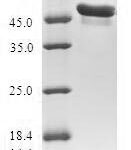 SDS-PAGE separation of QP5618 followed by commassie total protein stain results in a primary band consistent with reported data for Amino-terminal enhancer of split. These data demonstrate Greater than 80% as determined by SDS-PAGE.