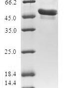 SDS-PAGE separation of QP5618 followed by commassie total protein stain results in a primary band consistent with reported data for Amino-terminal enhancer of split. These data demonstrate Greater than 80% as determined by SDS-PAGE.