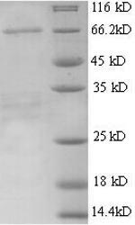 SDS-PAGE separation of QP5619 followed by commassie total protein stain results in a primary band consistent with reported data for AFP / alpha-fetoprotein. These data demonstrate Greater than 90% as determined by SDS-PAGE.