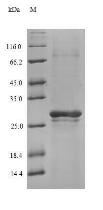 SDS-PAGE separation of QP5621 followed by commassie total protein stain results in a primary band consistent with reported data for AGA / ASRG / Aspartylglucosaminidase. These data demonstrate Greater than 90% as determined by SDS-PAGE.