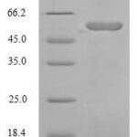 SDS-PAGE separation of QP5624 followed by commassie total protein stain results in a primary band consistent with reported data for Angiotensinogen / SerpinA8 / AGT. These data demonstrate Greater than 90% as determined by SDS-PAGE.