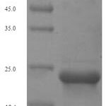 SDS-PAGE separation of QP5625 followed by commassie total protein stain results in a primary band consistent with reported data for Type-2 angiotensin II receptor. These data demonstrate Greater than 90% as determined by SDS-PAGE.