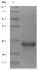SDS-PAGE separation of QP5625 followed by commassie total protein stain results in a primary band consistent with reported data for Type-2 angiotensin II receptor. These data demonstrate Greater than 90% as determined by SDS-PAGE.