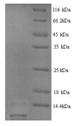 SDS-PAGE separation of QP5626 followed by commassie total protein stain results in a primary band consistent with reported data for Type-2 angiotensin II receptor. These data demonstrate Greater than 90% as determined by SDS-PAGE.
