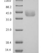 SDS-PAGE separation of QP5628 followed by commassie total protein stain results in a primary band consistent with reported data for Agxt