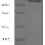 SDS-PAGE separation of QP5629 followed by commassie total protein stain results in a primary band consistent with reported data for Adenosylhomocysteinase. These data demonstrate Greater than 90% as determined by SDS-PAGE.