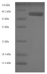 SDS-PAGE separation of QP5629 followed by commassie total protein stain results in a primary band consistent with reported data for Adenosylhomocysteinase. These data demonstrate Greater than 90% as determined by SDS-PAGE.