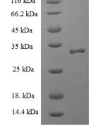 SDS-PAGE separation of QP5630 followed by commassie total protein stain results in a primary band consistent with reported data for Allograft inflammatory factor 1. These data demonstrate Greater than 90% as determined by SDS-PAGE.
