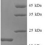 SDS-PAGE separation of QP5631 followed by commassie total protein stain results in a primary band consistent with reported data for Allograft inflammatory factor 1. These data demonstrate Greater than 90% as determined by SDS-PAGE.