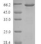 SDS-PAGE separation of QP5639 followed by commassie total protein stain results in a primary band consistent with reported data for AKR1C4. These data demonstrate Greater than 80% as determined by SDS-PAGE.