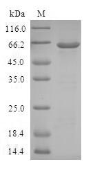 SDS-PAGE separation of QP5639 followed by commassie total protein stain results in a primary band consistent with reported data for AKR1C4. These data demonstrate Greater than 80% as determined by SDS-PAGE.
