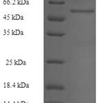 SDS-PAGE separation of QP5646 followed by commassie total protein stain results in a primary band consistent with reported data for ALDOB / Aldolase B. These data demonstrate Greater than 90% as determined by SDS-PAGE.