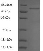 SDS-PAGE separation of QP5646 followed by commassie total protein stain results in a primary band consistent with reported data for ALDOB / Aldolase B. These data demonstrate Greater than 90% as determined by SDS-PAGE.