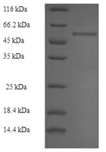 SDS-PAGE separation of QP5646 followed by commassie total protein stain results in a primary band consistent with reported data for ALDOB / Aldolase B. These data demonstrate Greater than 90% as determined by SDS-PAGE.
