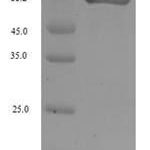 SDS-PAGE separation of QP5648 followed by commassie total protein stain results in a primary band consistent with reported data for ANPEP / APN / CD13. These data demonstrate Greater than 90% as determined by SDS-PAGE.