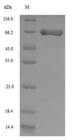 SDS-PAGE separation of QP5648 followed by commassie total protein stain results in a primary band consistent with reported data for ANPEP / APN / CD13. These data demonstrate Greater than 90% as determined by SDS-PAGE.