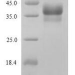 SDS-PAGE separation of QP5649 followed by commassie total protein stain results in a primary band consistent with reported data for ANTXR1. These data demonstrate Greater than 90% as determined by SDS-PAGE.