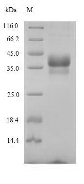 SDS-PAGE separation of QP5649 followed by commassie total protein stain results in a primary band consistent with reported data for ANTXR1. These data demonstrate Greater than 90% as determined by SDS-PAGE.