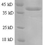 SDS-PAGE separation of QP5650 followed by commassie total protein stain results in a primary band consistent with reported data for Annexin A1. These data demonstrate Greater than 90% as determined by SDS-PAGE.