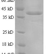 SDS-PAGE separation of QP5650 followed by commassie total protein stain results in a primary band consistent with reported data for Annexin A1. These data demonstrate Greater than 90% as determined by SDS-PAGE.