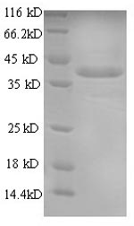 SDS-PAGE separation of QP5650 followed by commassie total protein stain results in a primary band consistent with reported data for Annexin A1. These data demonstrate Greater than 90% as determined by SDS-PAGE.