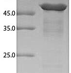 Canine Annexin A4 SDS-PAGE