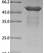 Canine Annexin A4 SDS-PAGE