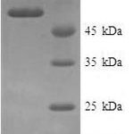 SDS-PAGE separation of QP5655 followed by commassie total protein stain results in a primary band consistent with reported data for Annexin A9. These data demonstrate Greater than 90% as determined by SDS-PAGE.