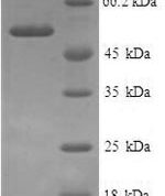 SDS-PAGE separation of QP5655 followed by commassie total protein stain results in a primary band consistent with reported data for Annexin A9. These data demonstrate Greater than 90% as determined by SDS-PAGE.