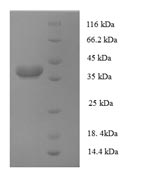 SDS-PAGE separation of QP5657 followed by commassie total protein stain results in a primary band consistent with reported data for AP-1 complex subunit sigma-3. These data demonstrate Greater than 90% as determined by SDS-PAGE.