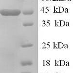 SDS-PAGE separation of QP5662 followed by commassie total protein stain results in a primary band consistent with reported data for Apolipoprotein A-IV. These data demonstrate Greater than 90% as determined by SDS-PAGE.