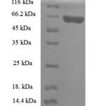 SDS-PAGE separation of QP5663 followed by commassie total protein stain results in a primary band consistent with reported data for Apolipoprotein A-V. These data demonstrate Greater than 90% as determined by SDS-PAGE.