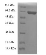 SDS-PAGE separation of QP5663 followed by commassie total protein stain results in a primary band consistent with reported data for Apolipoprotein A-V. These data demonstrate Greater than 90% as determined by SDS-PAGE.