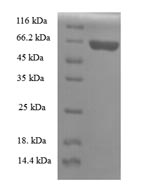 SDS-PAGE separation of QP5663 followed by commassie total protein stain results in a primary band consistent with reported data for Apolipoprotein A-V. These data demonstrate Greater than 90% as determined by SDS-PAGE.