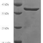 SDS-PAGE separation of QP5664 followed by commassie total protein stain results in a primary band consistent with reported data for DNA dC->dU-editing enzyme APOBEC-3A. These data demonstrate Greater than 90% as determined by SDS-PAGE.