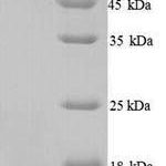 SDS-PAGE separation of QP5665 followed by commassie total protein stain results in a primary band consistent with reported data for Apolipoprotein C-II. These data demonstrate Greater than 90% as determined by SDS-PAGE.