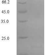 SDS-PAGE separation of QP5666 followed by commassie total protein stain results in a primary band consistent with reported data for Apolipoprotein C-III. These data demonstrate Greater than 90% as determined by SDS-PAGE.