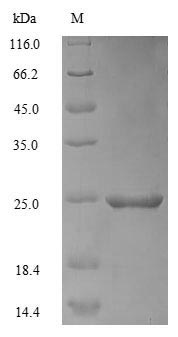 SDS-PAGE separation of QP5667 followed by commassie total protein stain results in a primary band consistent with reported data for Apolipoprotein C-III. These data demonstrate Greater than 90% as determined by SDS-PAGE.