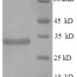 SDS-PAGE separation of QP5668 followed by commassie total protein stain results in a primary band consistent with reported data for Apolipoprotein E. These data demonstrate Greater than 89.4% as determined by SDS-PAGE.