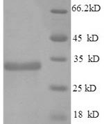 SDS-PAGE separation of QP5668 followed by commassie total protein stain results in a primary band consistent with reported data for Apolipoprotein E. These data demonstrate Greater than 89.4% as determined by SDS-PAGE.