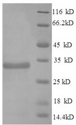 SDS-PAGE separation of QP5668 followed by commassie total protein stain results in a primary band consistent with reported data for Apolipoprotein E. These data demonstrate Greater than 89.4% as determined by SDS-PAGE.