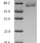 SDS-PAGE separation of QP5676 followed by commassie total protein stain results in a primary band consistent with reported data for Arginase-2