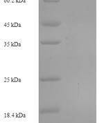 SDS-PAGE separation of QP5680 followed by commassie total protein stain results in a primary band consistent with reported data for Arylsulfatase G. These data demonstrate Greater than 90% as determined by SDS-PAGE.
