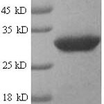 SDS-PAGE separation of QP5681 followed by commassie total protein stain results in a primary band consistent with reported data for ART1 / CD296 / ARTC1. These data demonstrate Greater than 90% as determined by SDS-PAGE.