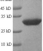 SDS-PAGE separation of QP5681 followed by commassie total protein stain results in a primary band consistent with reported data for ART1 / CD296 / ARTC1. These data demonstrate Greater than 90% as determined by SDS-PAGE.